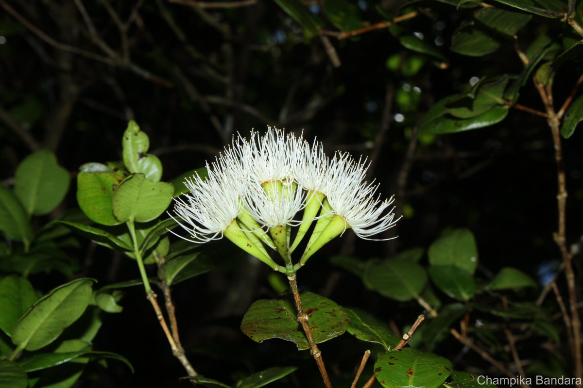 Syzygium fergusonii (Trimen) Gamble